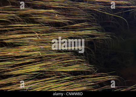 Blätter des nördlichen Bur-Reed (Sparganium Hyperboreum) schweben im Marschland, Grönland Stockfoto