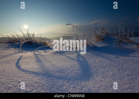 Raureif bedeckt Gräser im Schnee bei Sonnenaufgang, Deutschland, Sachsen, Vogtlaendische Schweiz Stockfoto