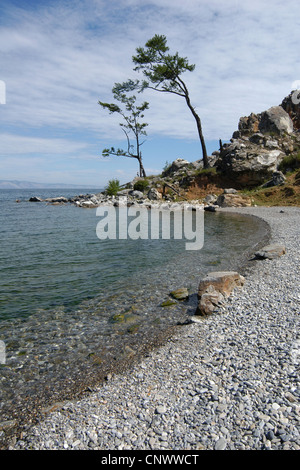 Lärchen auf Olchon im Baikalsee, Sibirien, Russland. Stockfoto