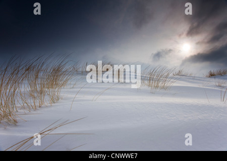 schneebedeckte Dünen im Sturm, Darß, Wustrow, Mecklenburg-Vorpommern, Deutschland Stockfoto