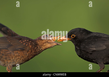 Amsel (Turdus Merula), betteln Jungvogel gefüttert von Vater, Deutschland, Rheinland-Pfalz Stockfoto