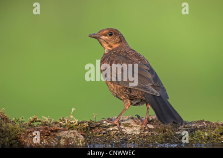 Amsel (Turdus Merula), Jungvogel sitzt auf bemoosten Totholz, Deutschland, Rheinland-Pfalz Stockfoto