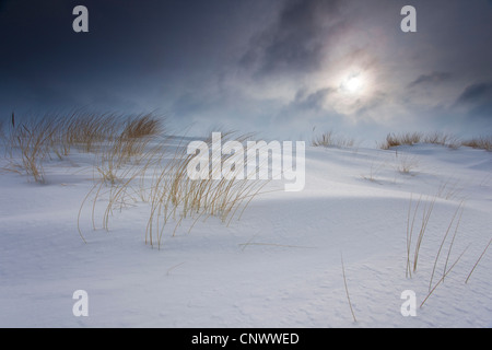 schneebedeckte Dünen im Sturm, Darß, Wustrow, Mecklenburg-Vorpommern, Deutschland Stockfoto