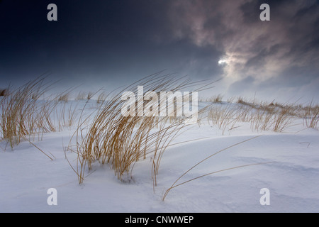 schneebedeckte Dünen im Sturm, Darß, Wustrow, Mecklenburg-Vorpommern, Deutschland Stockfoto