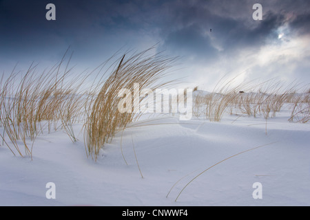 schneebedeckte Dünen im Sturm, Darß, Wustrow, Mecklenburg-Vorpommern, Deutschland Stockfoto