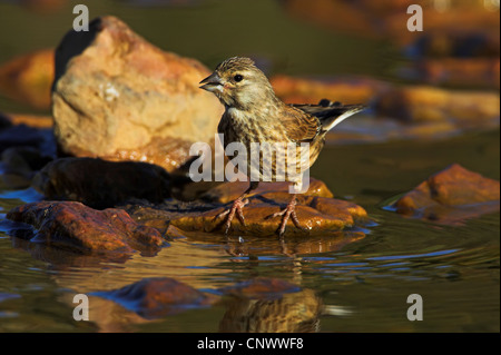 Hänfling (Zuchtjahr Cannabina, Acanthis Cannabina), Weiblich, sitzt auf einem Stein in einem Bach, Spanien, Extremadura Stockfoto