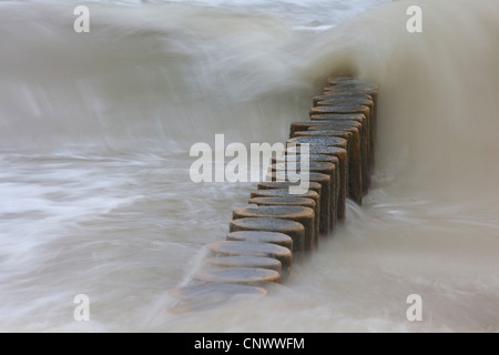 Sporn Deich im Sturm, Darß, Wustrow, Mecklenburg-Vorpommern, Deutschland Stockfoto