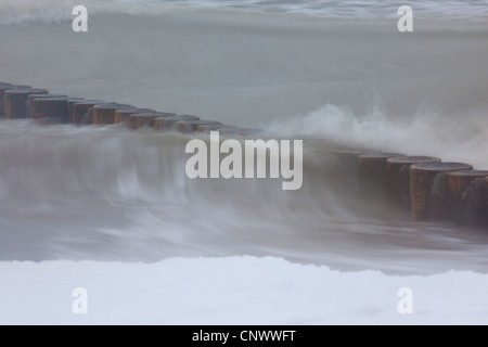 Sporn Deich im Sturm, Darß, Wustrow, Mecklenburg-Vorpommern, Deutschland Stockfoto