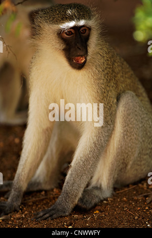 Vervet Affe (Chlorocebus Pygerythrus) Porträt, Krüger Nationalpark, Südafrika Stockfoto