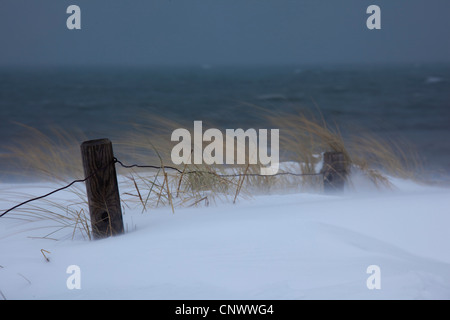 schneebedeckte Dünen im Sturm, Darß, Wustrow, Mecklenburg-Vorpommern, Deutschland Stockfoto