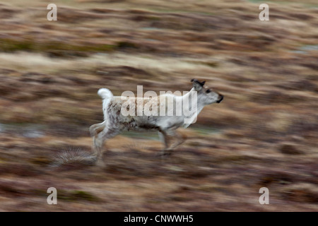 Rentier (Rangifer Tarandus) läuft in der Tundra im Sommer, Jaemtland, Schweden Stockfoto