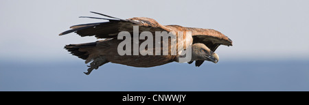 Gänsegeier (abgeschottet Fulvus), fliegen, Spanien, Extremadura Stockfoto