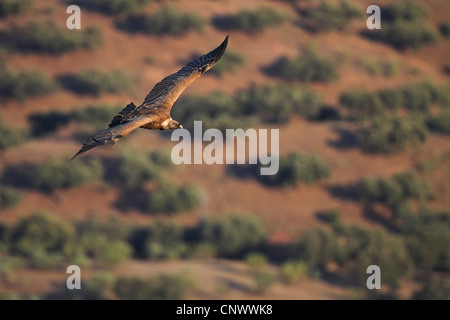 Gänsegeier (abgeschottet Fulvus), fliegen, Spanien, Extremadura Stockfoto