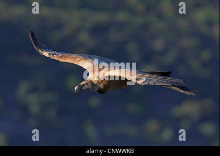 Gänsegeier (abgeschottet Fulvus), fliegen, Spanien, Extremadura Stockfoto