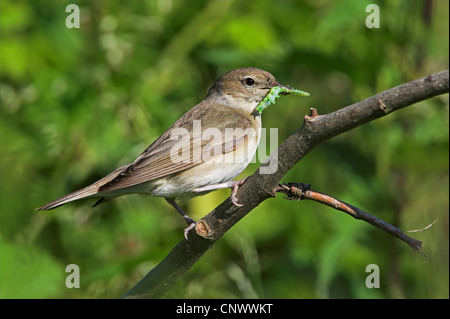 Garten-Grasmücke (Sylvia borin), sitzt auf einem Ast mit Raupen im Schnabel, Deutschland, Rheinland-Pfalz Stockfoto