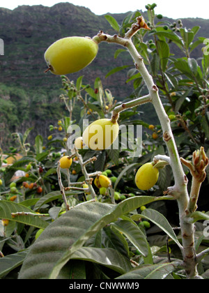 Loquat, Japanische Pflaume (Eriobotrya Japonica), Früchte auf dem Baum, Kanarische Inseln, Gomera Stockfoto