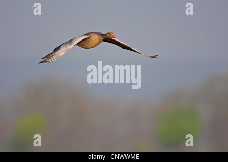 Graugans (Anser Anser), fliegen, Deutschland, Rheinland-Pfalz Stockfoto