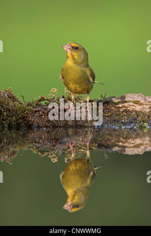 westlichen Grünfink (Zuchtjahr Chloris), sitzen auf bemoosten Totholz an einem ruhigen Wasser vor perfekte Spiegelbild, Deutschland, Rheinland-Pfalz Stockfoto