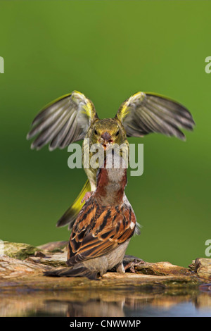 westlichen Grünfink (Zuchtjahr Chloris), kämpfen mit einem Haussperling am Rande eines Wassers, Deutschland, Rheinland-Pfalz Stockfoto