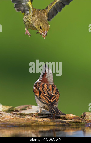 westlichen Grünfink (Zuchtjahr Chloris), kämpfen mit einem Haussperling am Rande eines Wassers, Deutschland, Rheinland-Pfalz Stockfoto