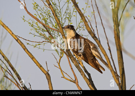 große gefleckte Kuckuck (Clamator Glandarius), sitzen in den Ästen eines Baumes, Spanien, Extremadura Stockfoto