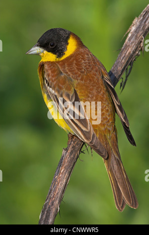 Black-headed Bunting (Emberiza Melanocephala), männliche sitzen auf einem trockenen Stiel, Griechenland, Lesbos Stockfoto