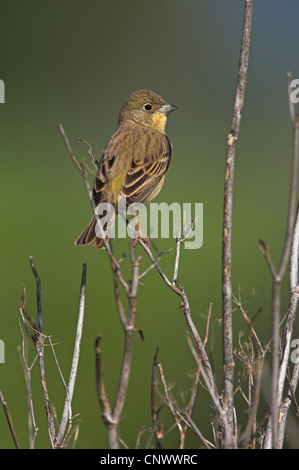 Black-headed Bunting (Emberiza Melanocephala), weibliche sitzt auf der trockenen Pflanze, Griechenland, Lesbos Stockfoto