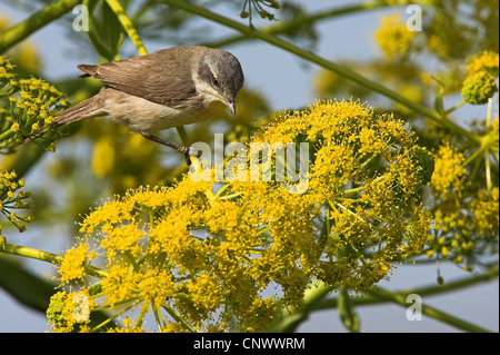 Lesser Whitethroat (Sylvia Curruca), sitzen auf gelb blühenden Dicotyle Pflanzen, Griechenland, Lesbos, Faneromeni Stockfoto