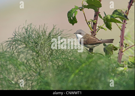 Lesser Whitethroat (Sylvia Curruca), sitzt am Stamm von einem Blackberry Busch, Griechenland, Lesbos, Faneromeni Stockfoto