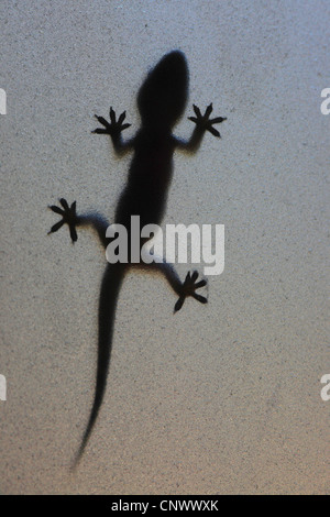 Silhouette in ein Glas Milch, Türkei, Antalya, türkische Gecko, mediterrane Gecko (Hemidactylus Turcicus) Stockfoto