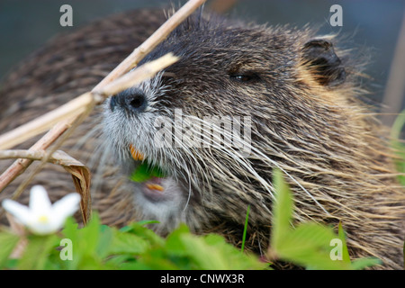 Nutrias, Nutria (Biber brummeln), Portrait eines Tieres Fütterung Fieberklee, Greiz, Schlosspark Greiz, Thüringen, Deutschland Stockfoto