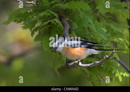 maskierte Würger (Lanius Nubicus), sitzt auf einem Zweig, Griechenland, Lesbos Stockfoto