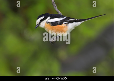 maskierte Würger (Lanius Nubicus), männliche sitzt auf einem Zweig, Griechenland, Lesbos, Achladeri Stockfoto