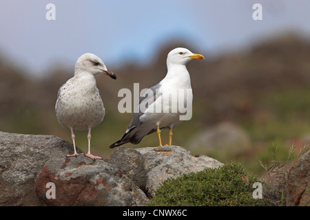 Gelb-legged Möve (Larus Michahellis), Jugendlichen und Erwachsenen Vogel sitzen zusammen auf Felsen, Griechenland, Lesbos Stockfoto