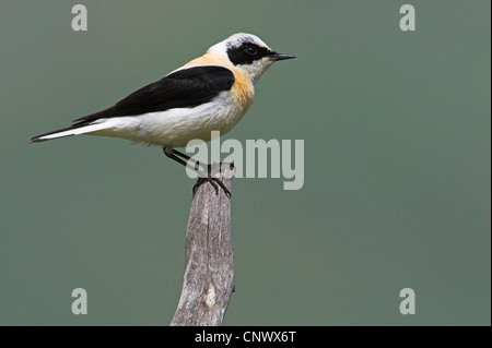 Schwarz-eared Steinschmätzer (Oenanthe Hispanica), männliche auf Toten Ast, Griechenland, Lesbos Stockfoto