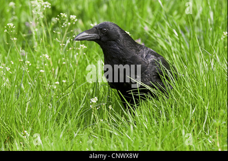 AAS-Krähe (Corvus Corone), sitzen auf der Wiese, Deutschland, Rheinland-Pfalz Stockfoto