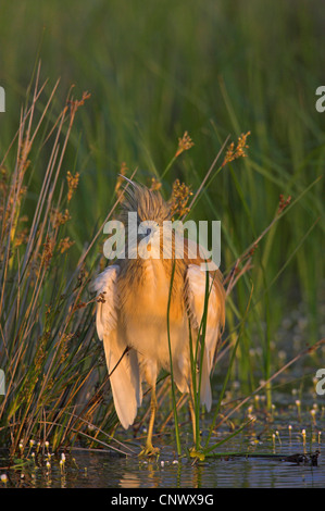 Rallenreiher (Ardeola Ralloides), Altvogel stehend in einem Sumpf unter den Binsen, Griechenland, Lesbos, Kalloni Salinen Stockfoto