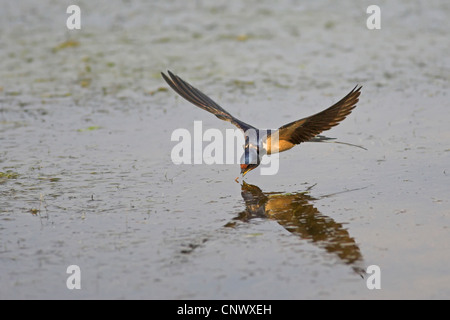 Rauchschwalbe (Hirundo Rustica), fliegen über dem flachen Wasser nahe an der Oberfläche, auf der Suche nach Nahrung, Griechenland, Lesbos, Kalloni Salinen Stockfoto