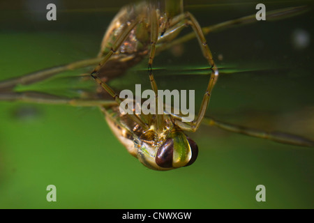 gemeinsame Backswimmer (Notonecta Glauca), unter der Wasseroberfläche, Deutschland Stockfoto