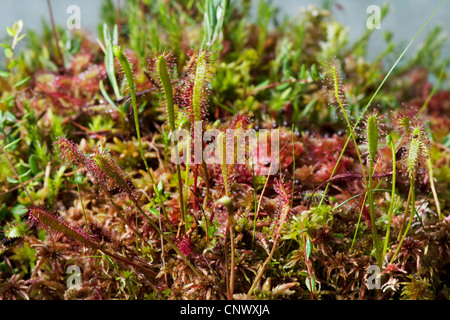 großen Sonnentau, englische Sonnentau (Drosera Anglica), Blätter, Deutschland, Bayern Stockfoto