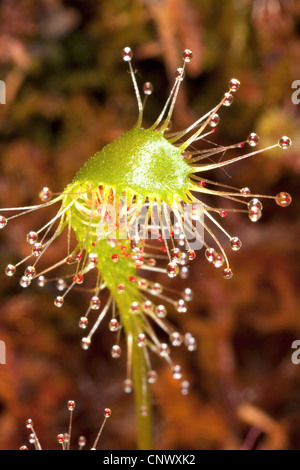 großen Sonnentau, englische Sonnentau (Drosera Anglica), Blatt mit Drüsen, Deutschland, Bayern Stockfoto