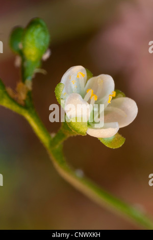 großen Sonnentau, englische Sonnentau (Drosera Longifolia), Blume, Deutschland, Bayern Stockfoto