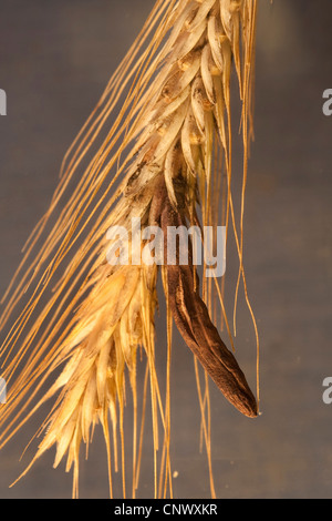 Mutterkorn, Blut-Wurzel (Claviceps Purpurea), bei Ray Körner, Deutschland, Bayern Stockfoto