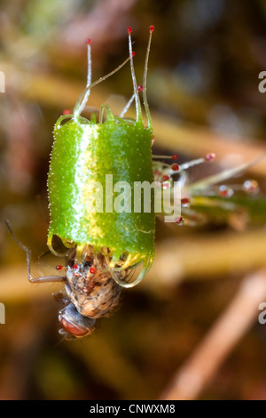 großen Sonnentau, englische Sonnentau (Drosera Anglica), Blätter mit gefangenem Insekt, Deutschland, Bayern Stockfoto