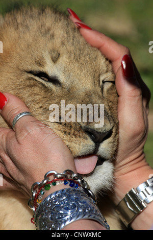 Ein freiwilliger streichelt sanft ein Löwenjunges in Südafrika Stockfoto