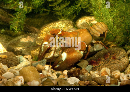 Signal-Krebse (Pacifastacus Leniusculus), großer Mann am Fluss Kieselsteine, Deutschland, Bayern Stockfoto