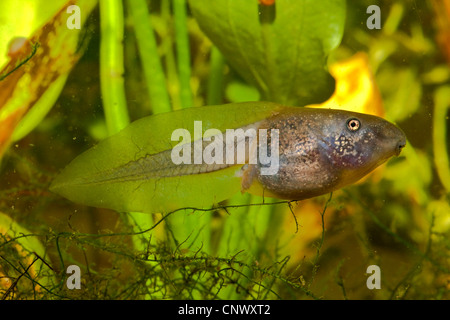 gemeinsamen katzenähnliche, Knoblauch Kröte (Pelobates Fuscus), 70 mm langen Kaulquappe, Deutschland, Bayern Stockfoto