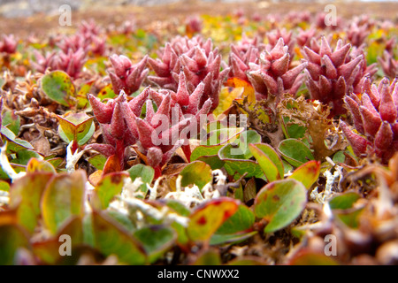 Salix Polaris (Salix Polaris), mit Früchten, Norwegen, Svalbard Stockfoto