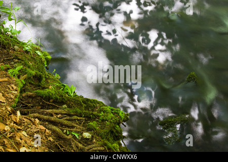 Zweige in einem schnell fließenden Bach, reflektierende Triebtal, Vogtlaendische Schweiz, Sachsen, Deutschland Stockfoto