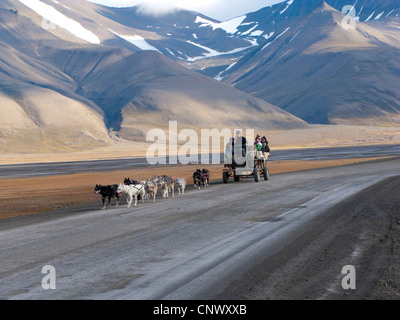 Hundegespann ziehen einen Wagen mit Touristen auf einer einsamen Straße, Norwegen, Spitzbergen, Longyearbyen Stockfoto